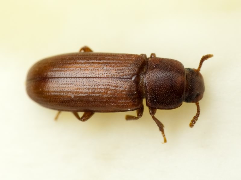Tribolium castaneum (Herbst, 1797)